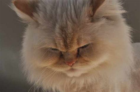 Kucing himalaya adalah jenis kucing hasil silang yaitu antara kucing persia dan kucing siam, sehingga dapat menghasilkan kucing persia himalaya yang begitu unik. √ Daftar Harga Kucing Persia Himalaya Terbaru Dan Terlengkap