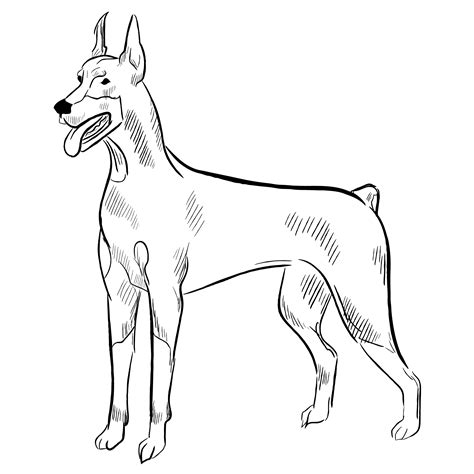 Doberman Pinscher Dog Isolated On White Background 5375777 Vector Art