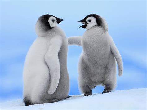 75 Cute Penguin Backgrounds