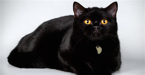 What Are The Types Of Black Cat Breeds 2022