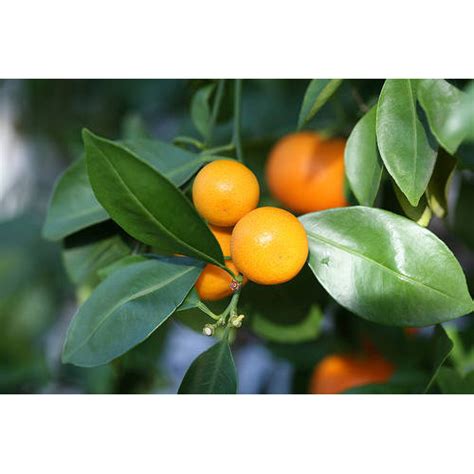 Citrus Tree Cumquat Calamondin For Sale Online Plants