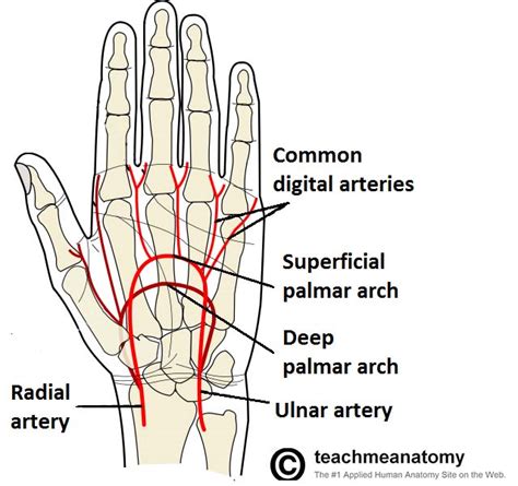 Arteries of the Upper Limb - TeachMeAnatomy