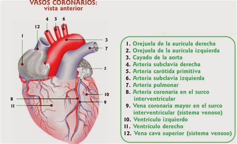 Vasos Coronarios Arterias Coronarias Arteria Del Nódulo Sinusal