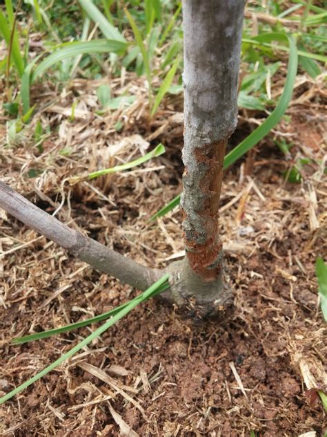 Benarkah cara menanam mangga mempengaruhi kualitas hasil? IPG Lestari : Pemangkin Masyarakat Lestari: Cabaran ...
