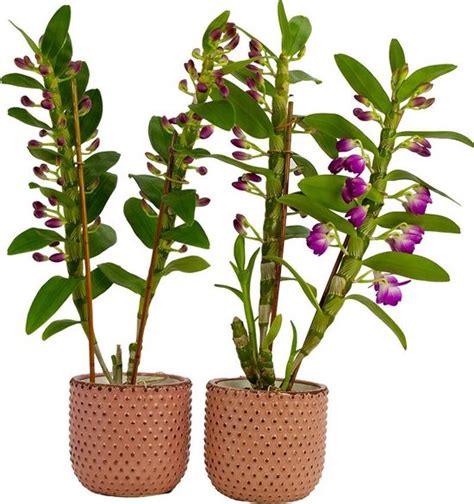 Orchideeën van Botanicly 2 Bamboe Orchidee in roze keramiek pot als