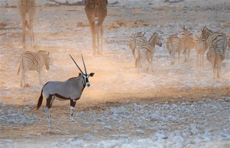 Beautiful Animals Safaris The Amazing Great Wildebeest Migration Masai