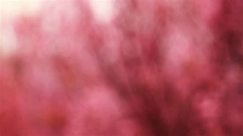 Abstract Blur Pink Bokeh Background Stock Video Footage 0026 Sbv