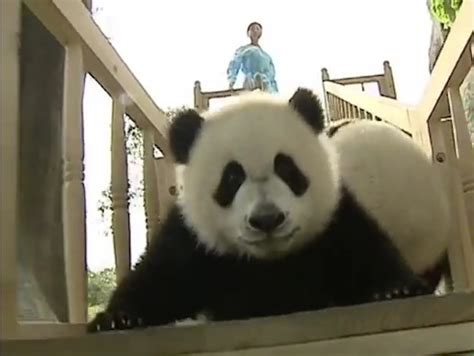 Baby Pandas On A Slide Video