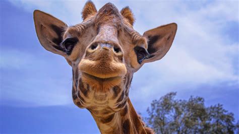 Deux Girafes Naines Ont été Découvertes En Afrique Vous Allez être