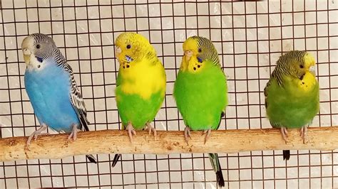 Help Quiet Parakeets Sing Playing This Cute Budgies Chirping Reduce
