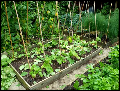 Marks Veg Plot Clearing The Runner Beans