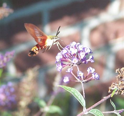 This bloom, which some call spider flower, is a top nectar source for swallowtail butterflies and hummingbirds. Hummingbird moth dining on Phlox paniculata -- or is it ...