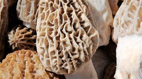 Michigan Dnr Morel Mushrooms Spotted In Southern Michigan Wsbt
