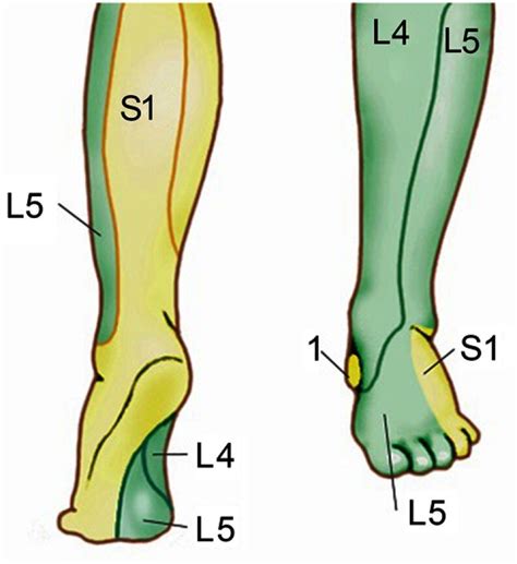 Dermatomes Foot