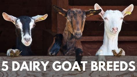 5 Breeds Of Dairy Goats For Your Homestead Youtube