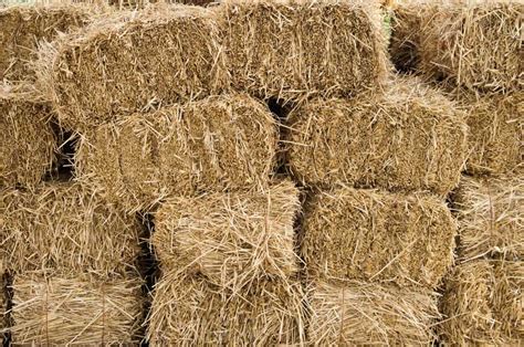 8 Hay Buying Tips To Provide Your Livestock With Quality Feed