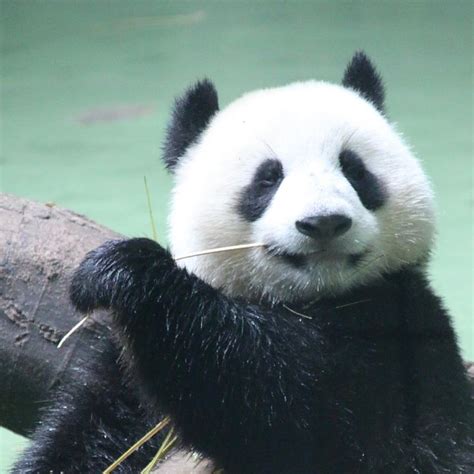 Smiling And Eating 图源super小猴儿 大熊猫成实 Chengshi Panda Pandachengshi