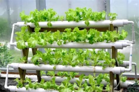 Ebb And Flow Hydroponic System Flood And Drain