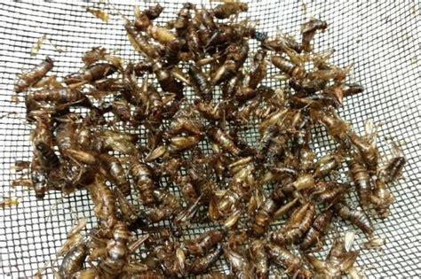 Eating Crickets Good For You — And The Planet Innovation Trail