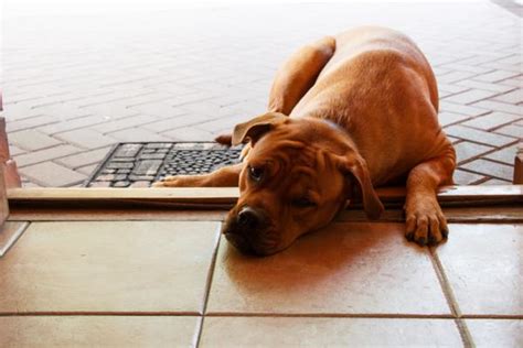 Por Qué Mi Perro No Puede Caminar Causas Y Qué Hacer