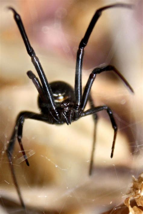False Widow Spider Bite Infection Spider Widow False Bite Reaction