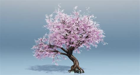 Cherry Blossom Tree 3d Turbosquid 1189864