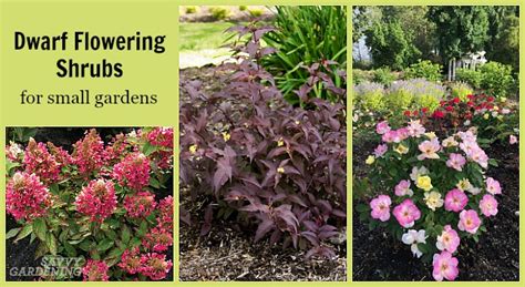 Flowering Evergreen Shrubs Zone 6 Dwarf Shrubs And More