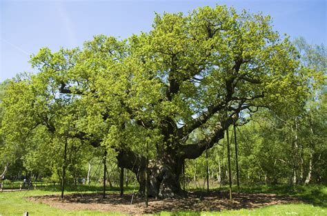 They are the most permanent and dominant elements in the landscape. 10 Famous Trees in History - History in the Headlines