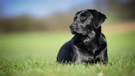 Desktop Wallpaper Black Pet Dog Labrador Retriever Grass Field Hd
