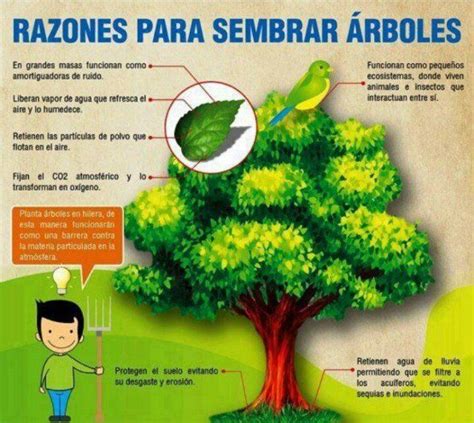 ¿por Qué Es Importante Plantar Un árbol Día Del Arbol Arboles