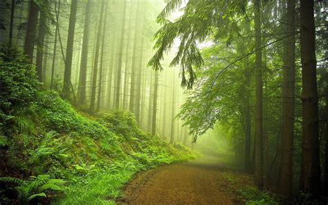 Camino Forestal Descarga Imágenes De Naturaleza Fondos De Pantalla
