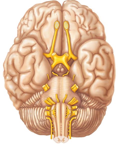 May 06, 2021 · this human anatomy module is about the cranial nerves. Lab 8A - Cranial Nerves at University of Georgia - StudyBlue