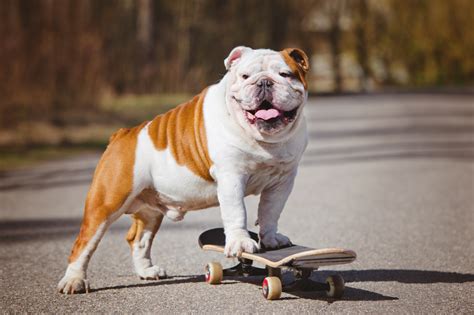 A Complete Guide To English Bulldog Skin Issues And Fixes Wild Earth