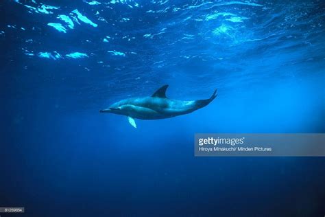 Stock Photo Short Beaked Common Dolphin Delphinus Delphis Swimming