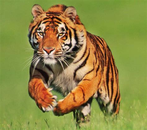 Las Mejores Fotos De Tigres Animalesmascotas