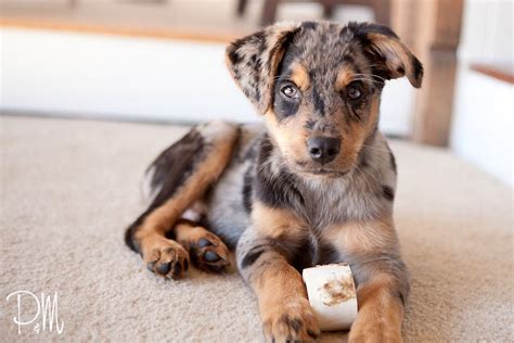 The shepherd is known for its herding capabilities and instincts while the lab is known for its gentle behavior. Blue Merle Australian shepherd mix (With images ...