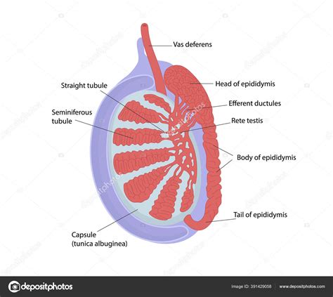 Testicular Anatomy Structur Testis Diagram Showing Network Semineferous Tubules Stock