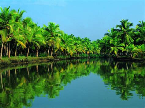 coconut trees land of coconut trees kerala kerala