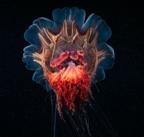 Jellyfish Deep Sea Creatures Underwater Creatures Underwater