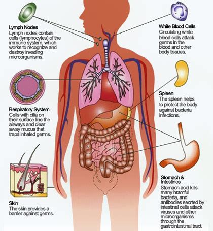 Immune System - Human Body - Find Fun Facts
