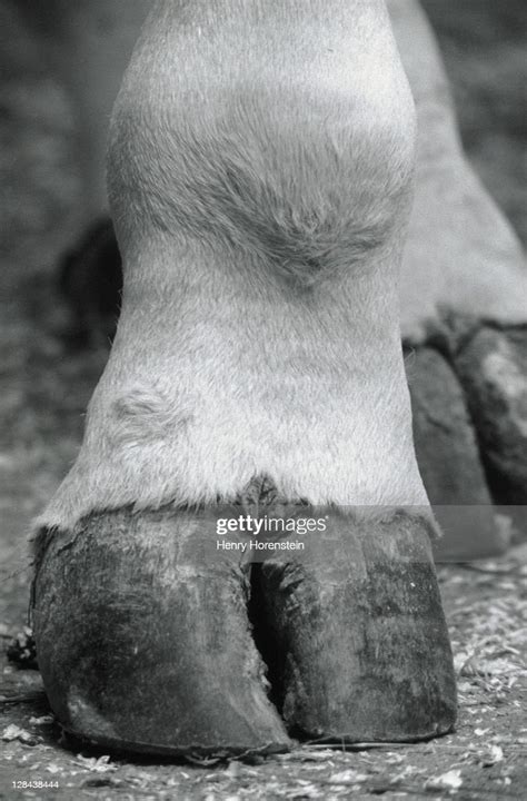 Closeup Of Camels Foot Photo Getty Images
