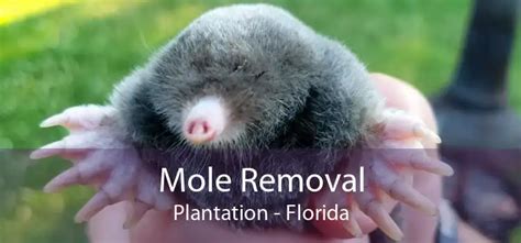 Mole Removal Plantation Get Rid Of Moles In The Garden Humanely