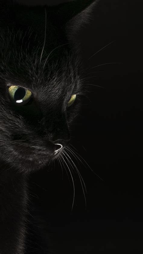 Black Cat Wallpapers Top Free Black Cat Backgrounds Wallpaperaccess