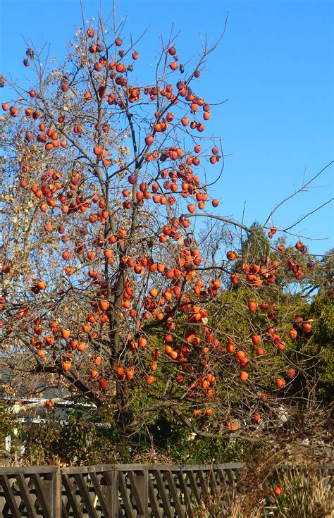 Persimmon trees are composed of oak wood. Persimmon tree » Martin Nicolaus