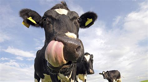 Modern Dairy Cows Descend From A Herd Of Medieval Oxen Who Became
