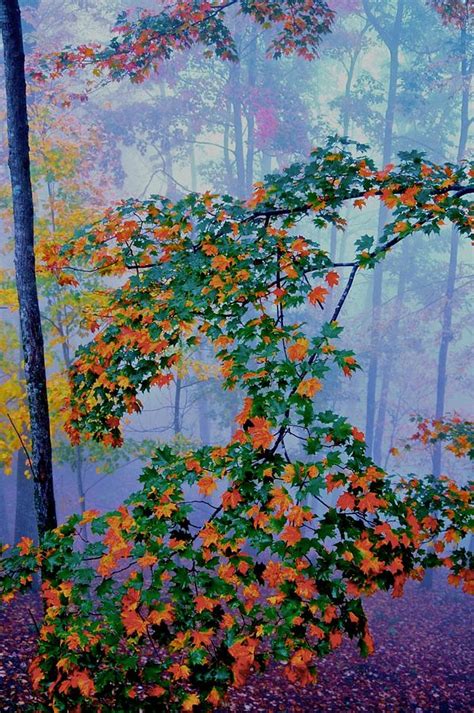 Autumn Haze Photograph By Dale Chapel