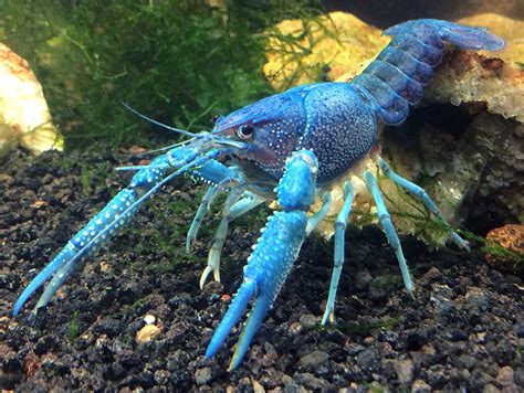 10 Types Of Freshwater Lobster That You Need To Know Animal Lova