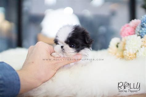 Lovely french bulldog puppies ready for sale into a lovely home.this puppies are adorable, vet checked and potty trained. OREO - Shih Tzu. M- Rolly Teacup Puppies