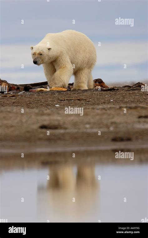 A Polar Bear Ursus Maritimus Walks Along A Beach Near Kaktovik