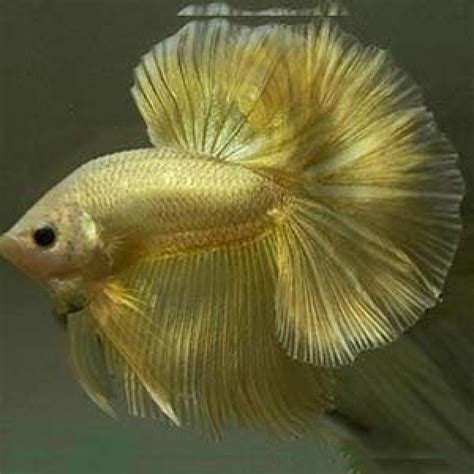 Gold Betta Fish The History Of Golden Betta Siamese Fighting Fish By